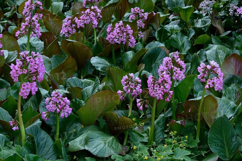 Bergenia hybrids