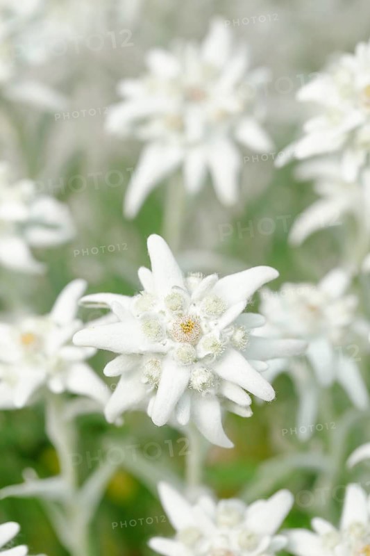 Alpine Edelweiss