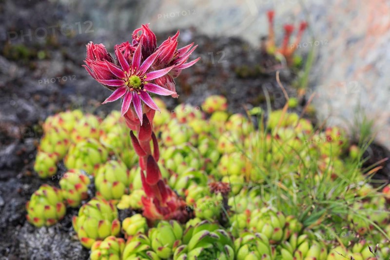 Mountain houseleek