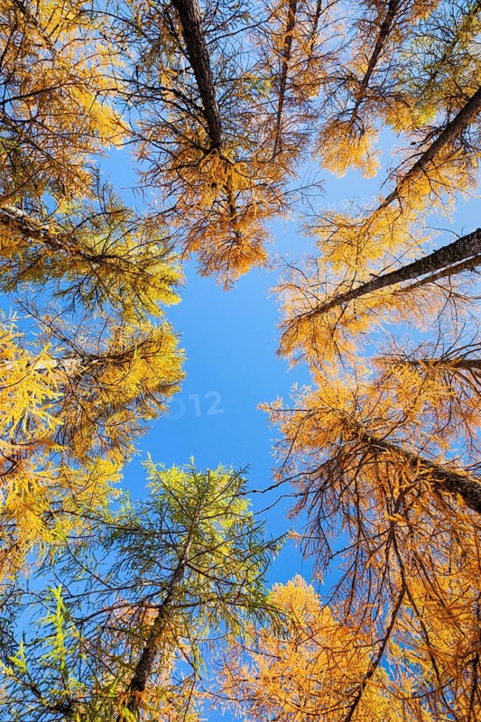 Larch forest and blueberry bushes
