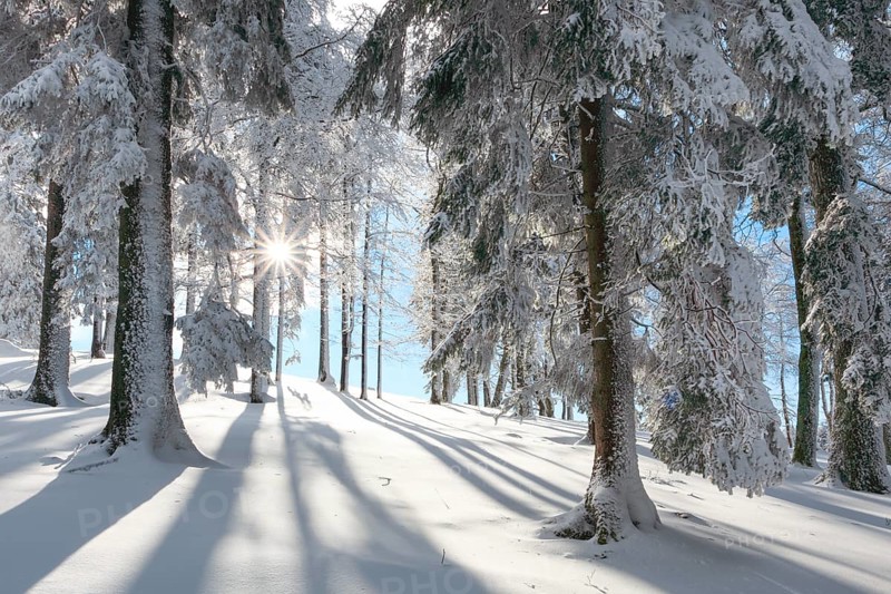 Snowy fir forest