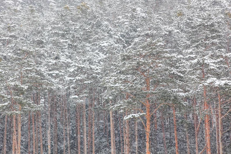 Snowy forest