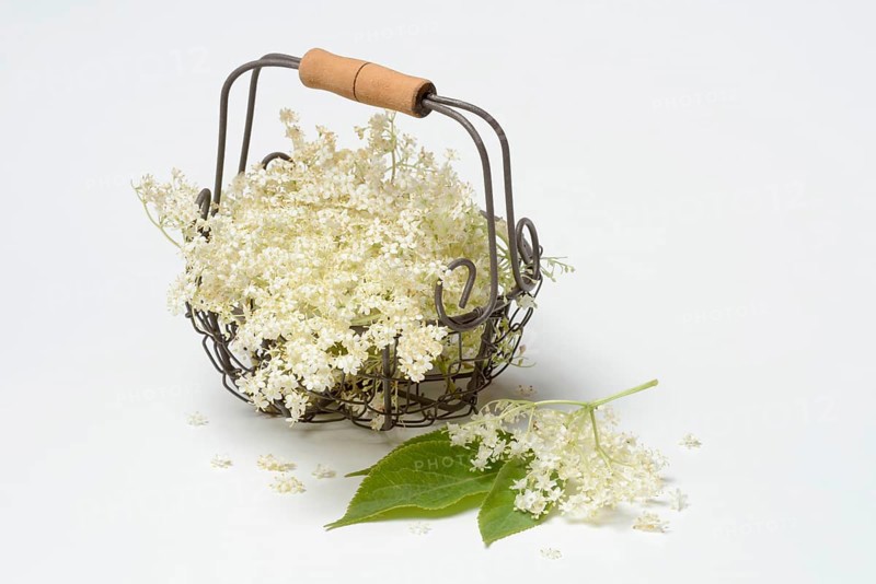 Elderflower in wire basket