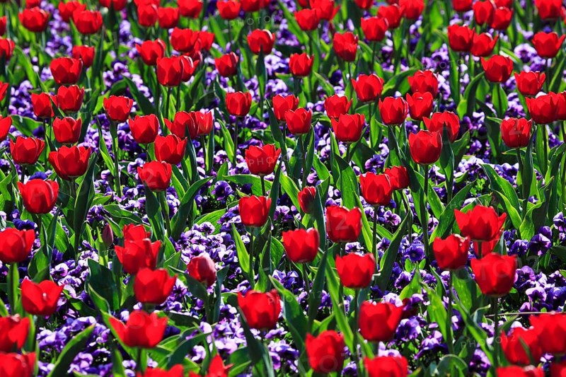Tulip