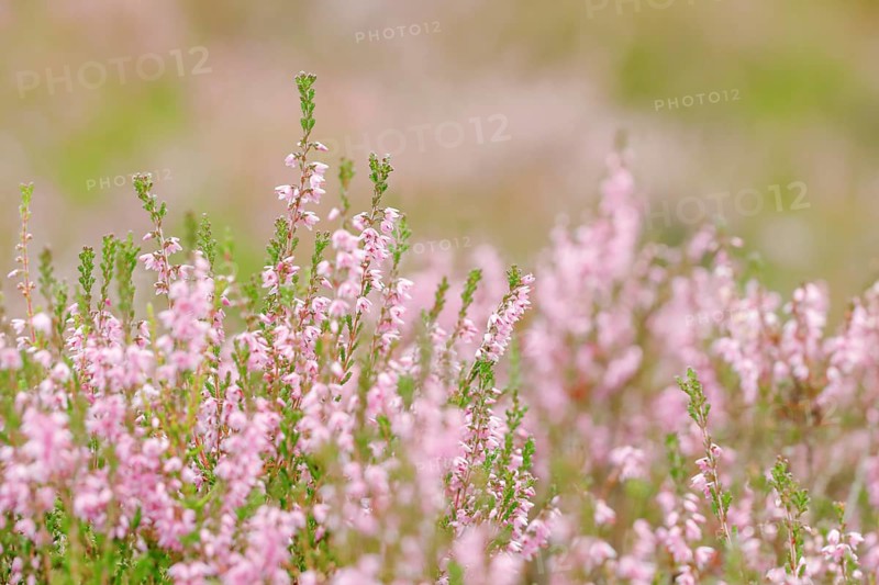 Heather