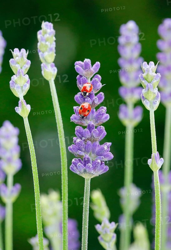 Two-spotted ladybird on lavender flower