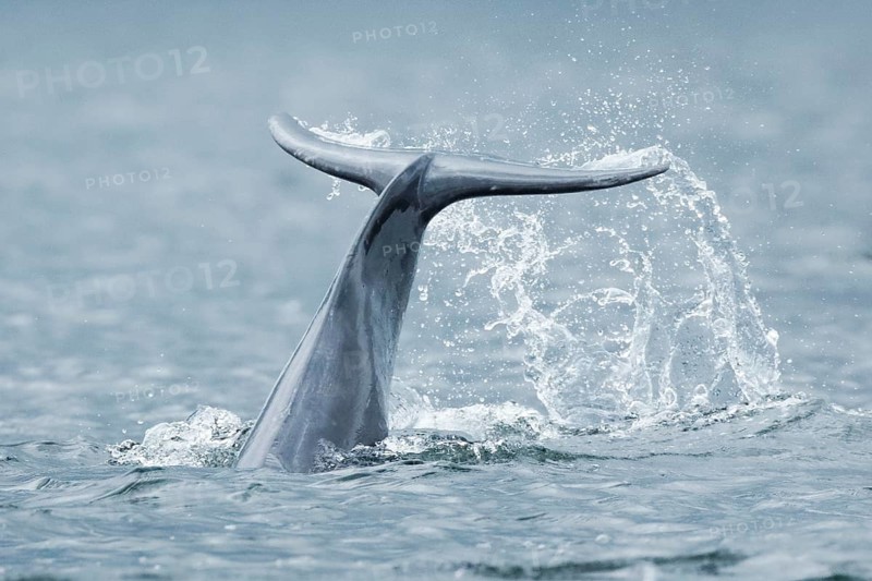 Dolphin