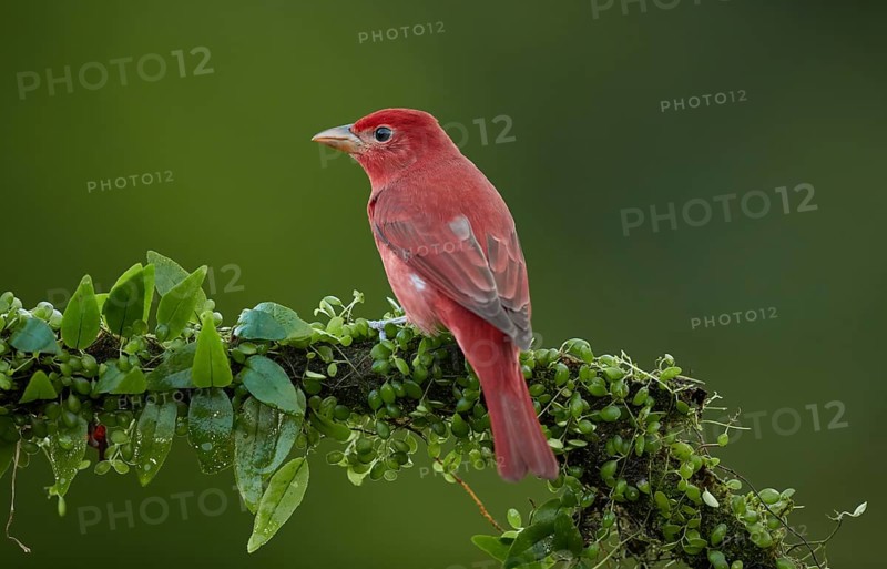Summer Tanager