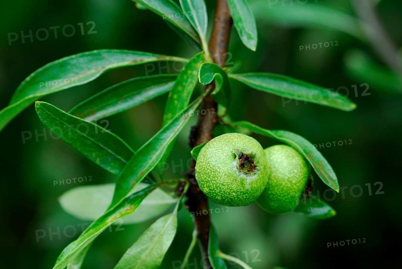 Willow Pear