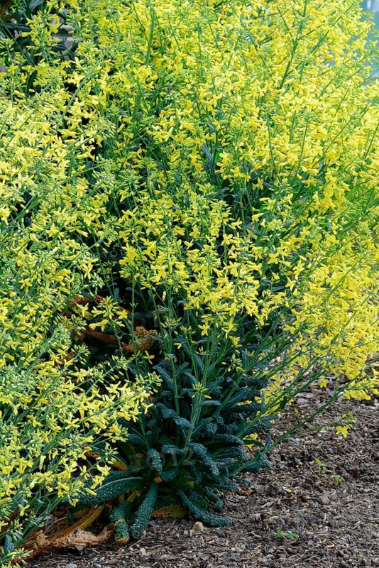 Brassica oleracea