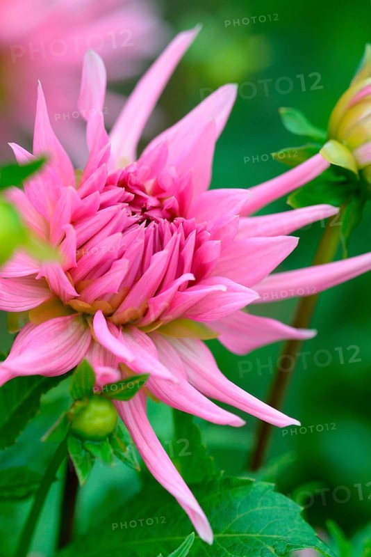 Dahlia