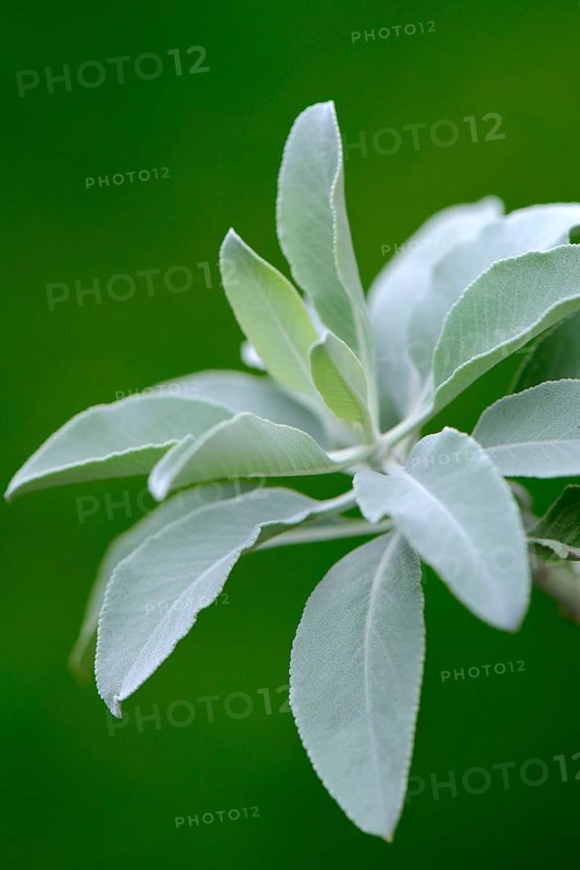 Indian smoking sage