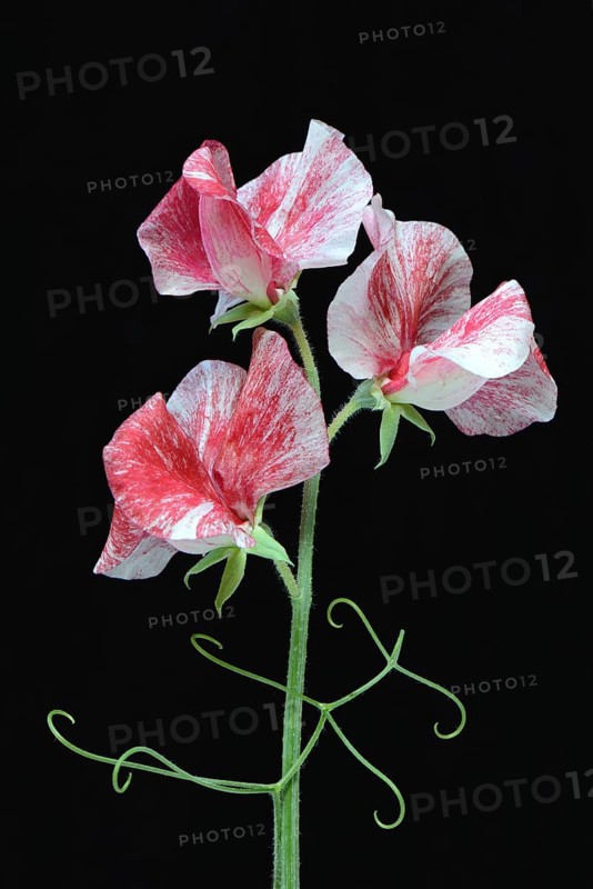 Sweet pea