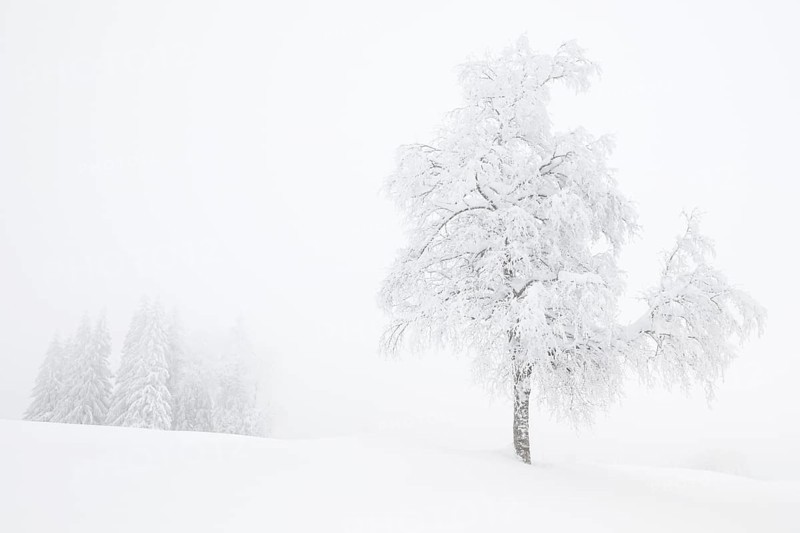 Birch