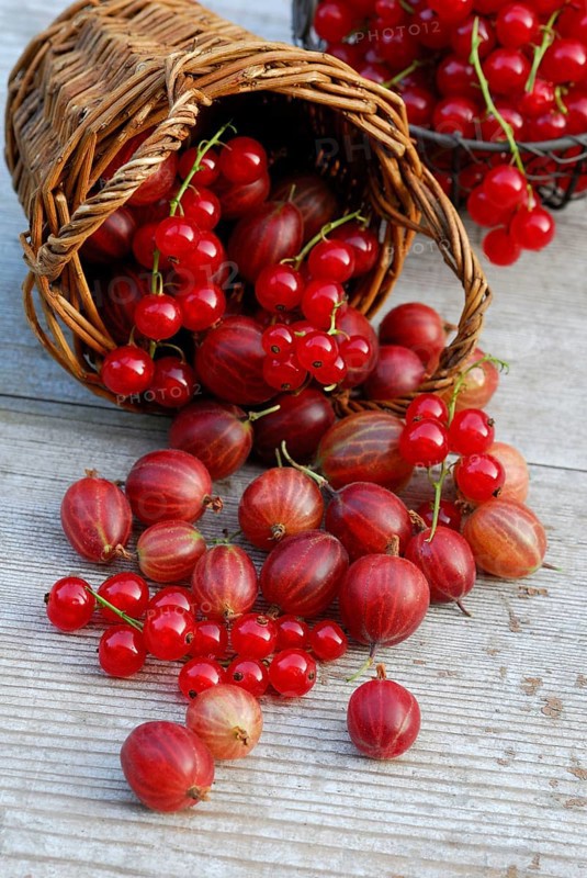 Basket with Gooseberriesand Redcurrants