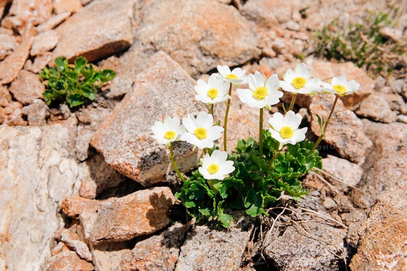 Alpine buttercup