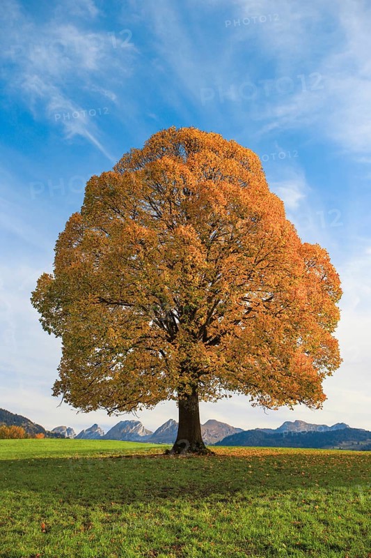 Lime tree in autumn