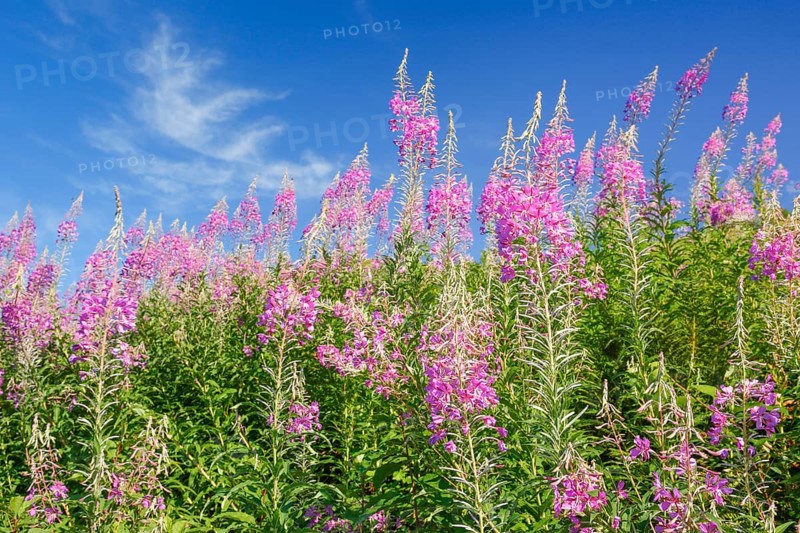 Narrow-leaved willowherb