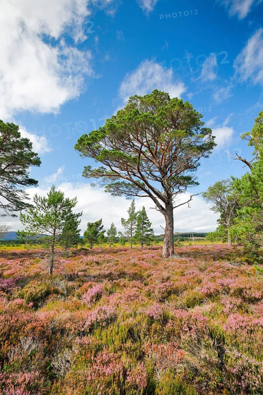 Scots pine