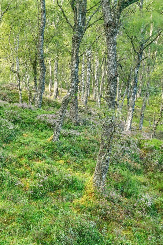 Birch forest