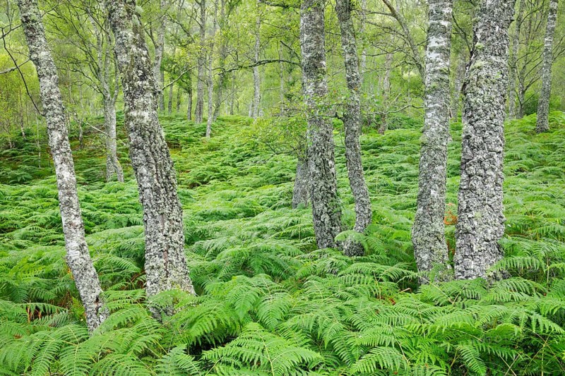 Birch forest