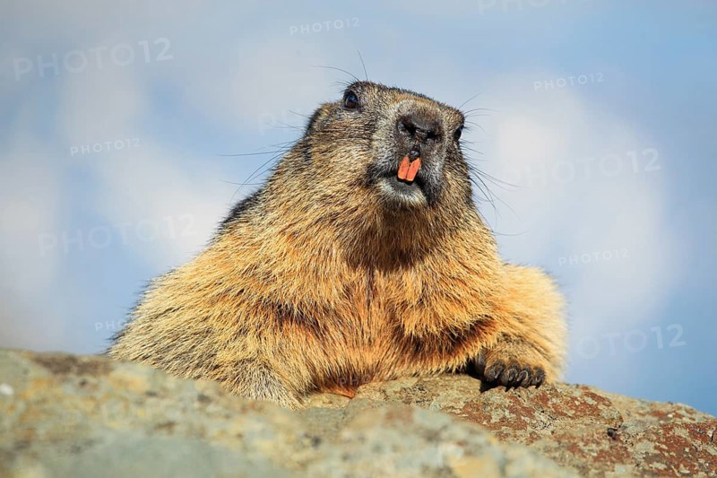 Alpine Marmot