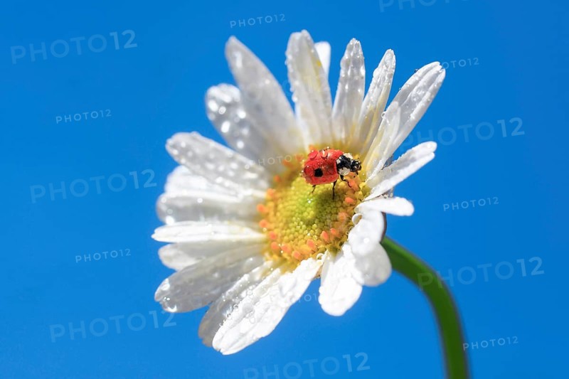Ladybird on daisy