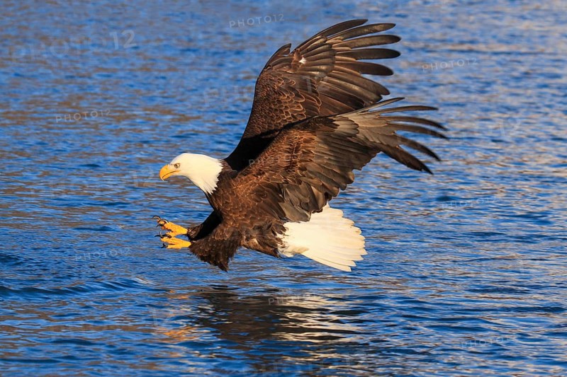 Bald Eagle