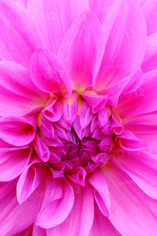 Dahlia spec.
