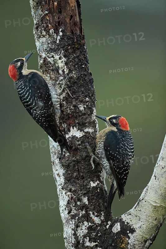 Two temporal spotted woodpeckers