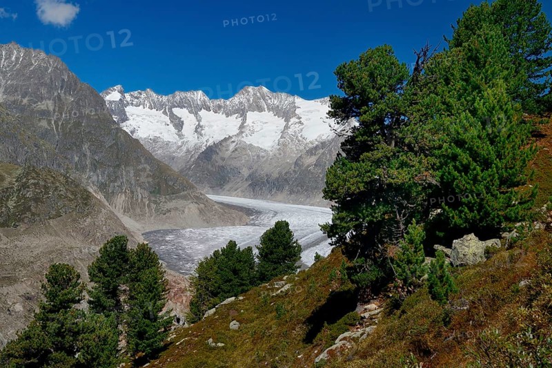 Aletsch Forest