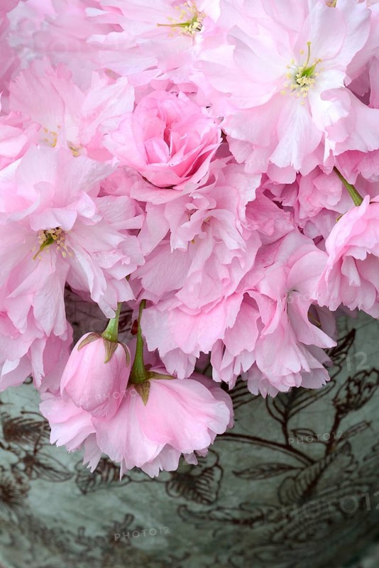 Japanese ornamentcherry