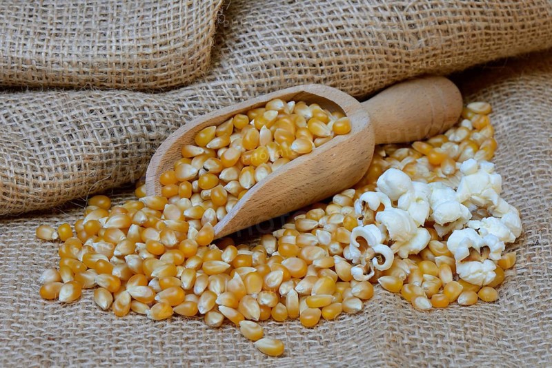 Popcorn and corn kernels in shovel