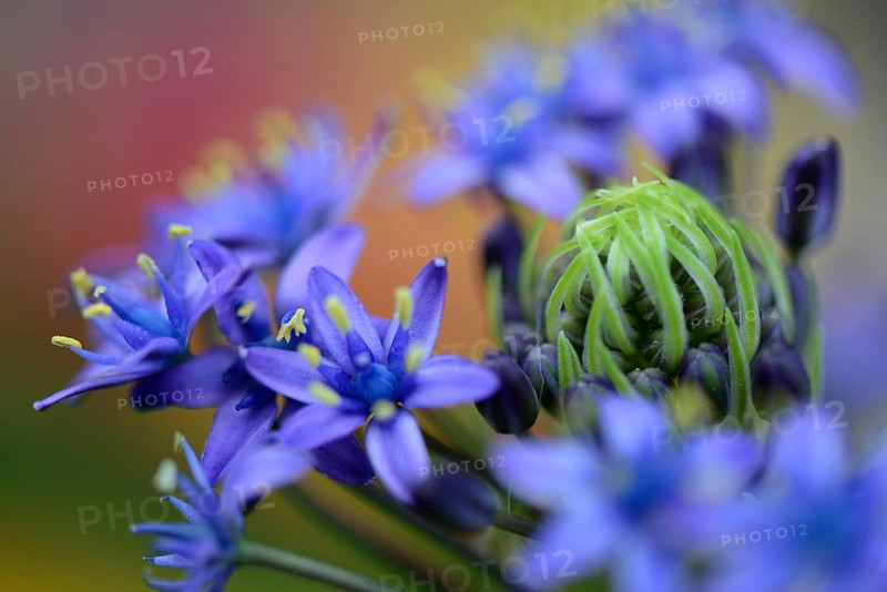 Peruvian Blue Star