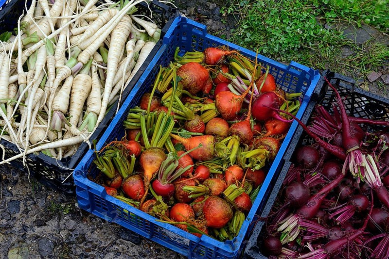 Beetroot and root