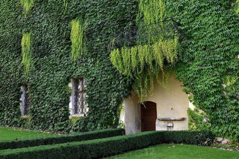 House wall with wild wine