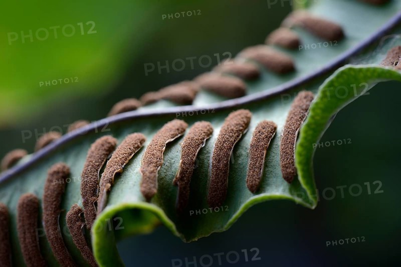 Fern