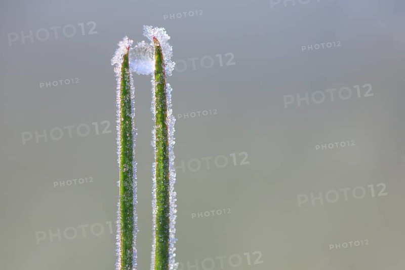 Blade of grass with frozen dewdrops