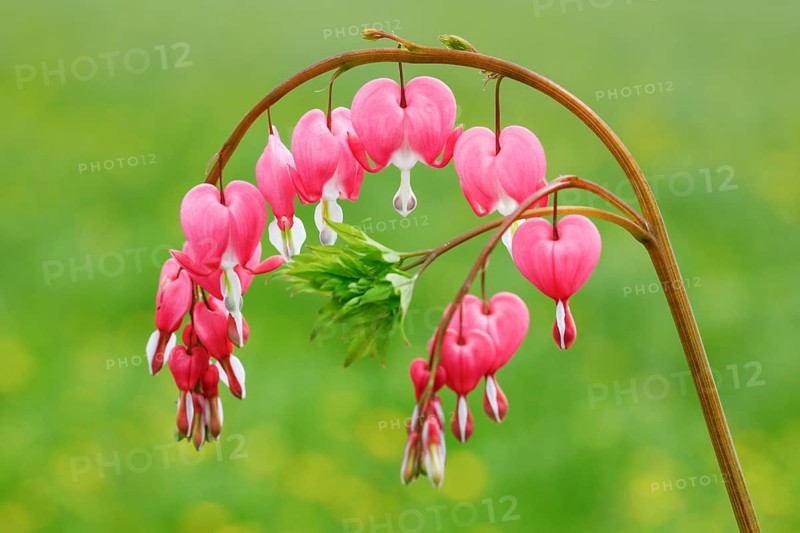 Bleeding Heart