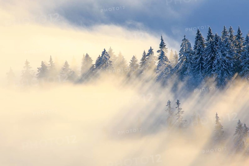 Snowy fir forest