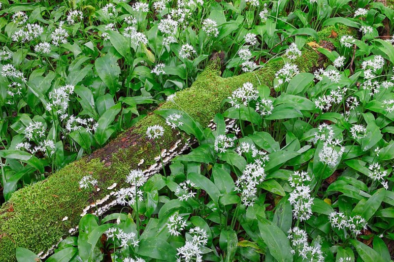 Forest with blooming wild garlic in spring