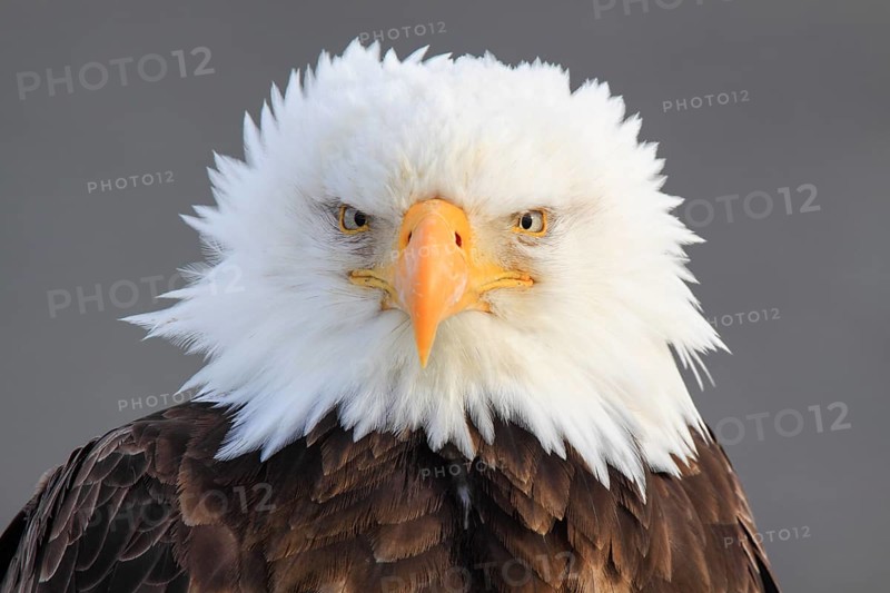 Bald eagle