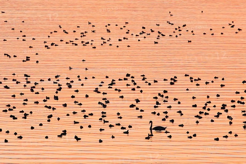 Congregation of waterfowl on Lake Zurich