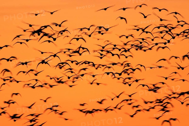 Snow goose