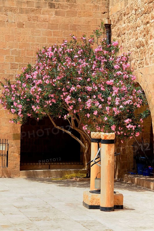 Nerium in the courtyard