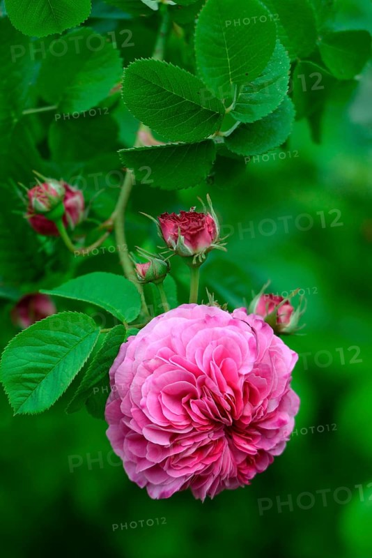 Damask rose