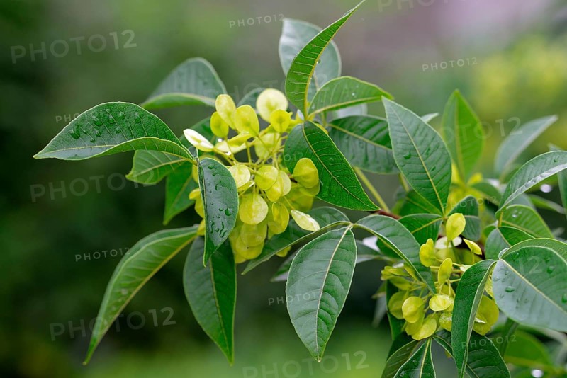 Hop Tree