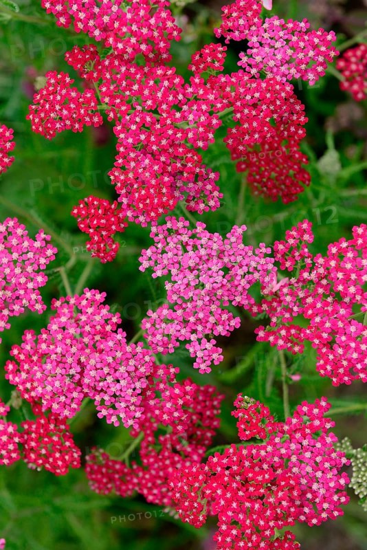 Yarrow