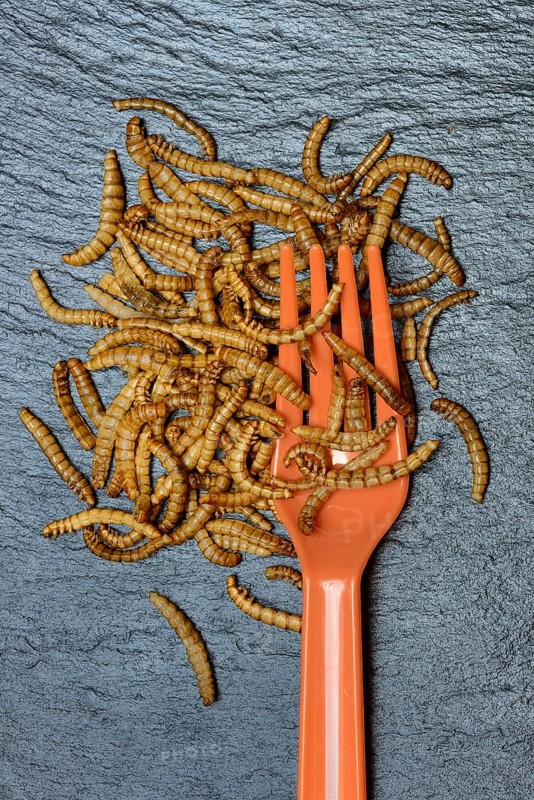 Mealworms with plastic fork