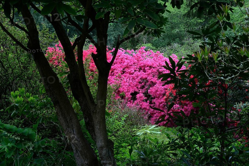 Flowering pink azaleas